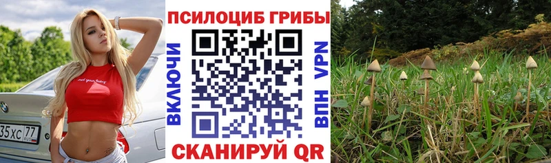 blacksprut зеркало  Дыгулыбгей  Галлюциногенные грибы мицелий 